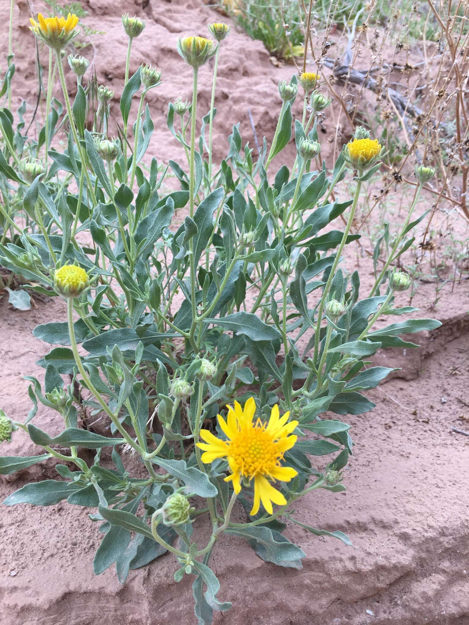 Image of western blanketflower