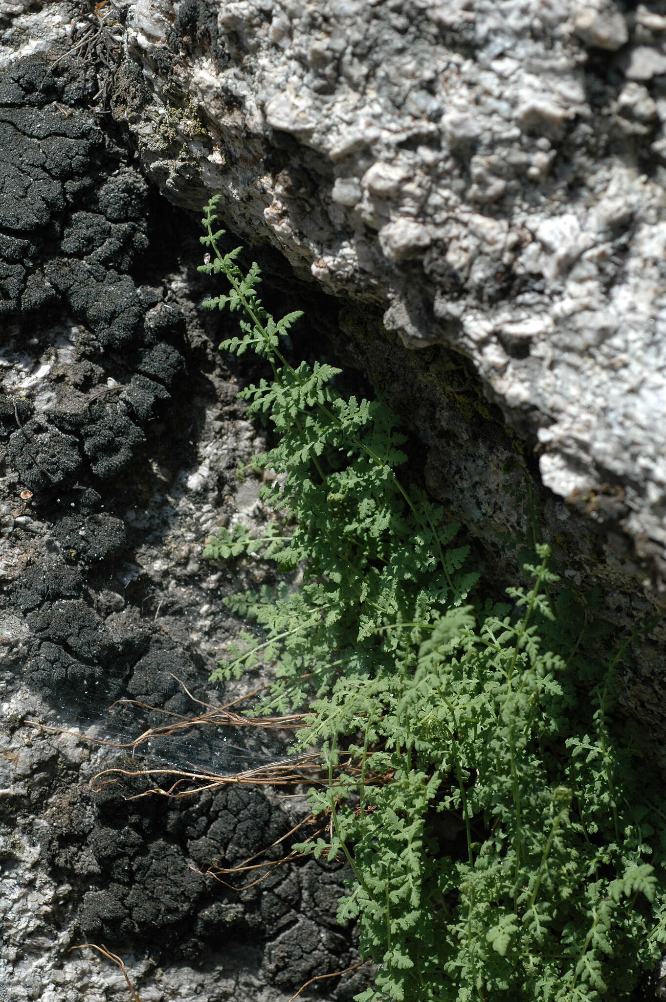 Image of Laurent's cliff fern