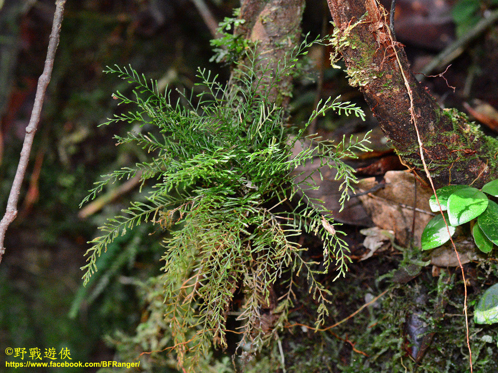 Image of Calymmodon clavifer (Hook.) T. Moore