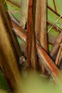 Image of Gold-striped Gecko