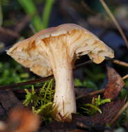 Слика од Hygrocybe austropratensis A. M. Young 1999