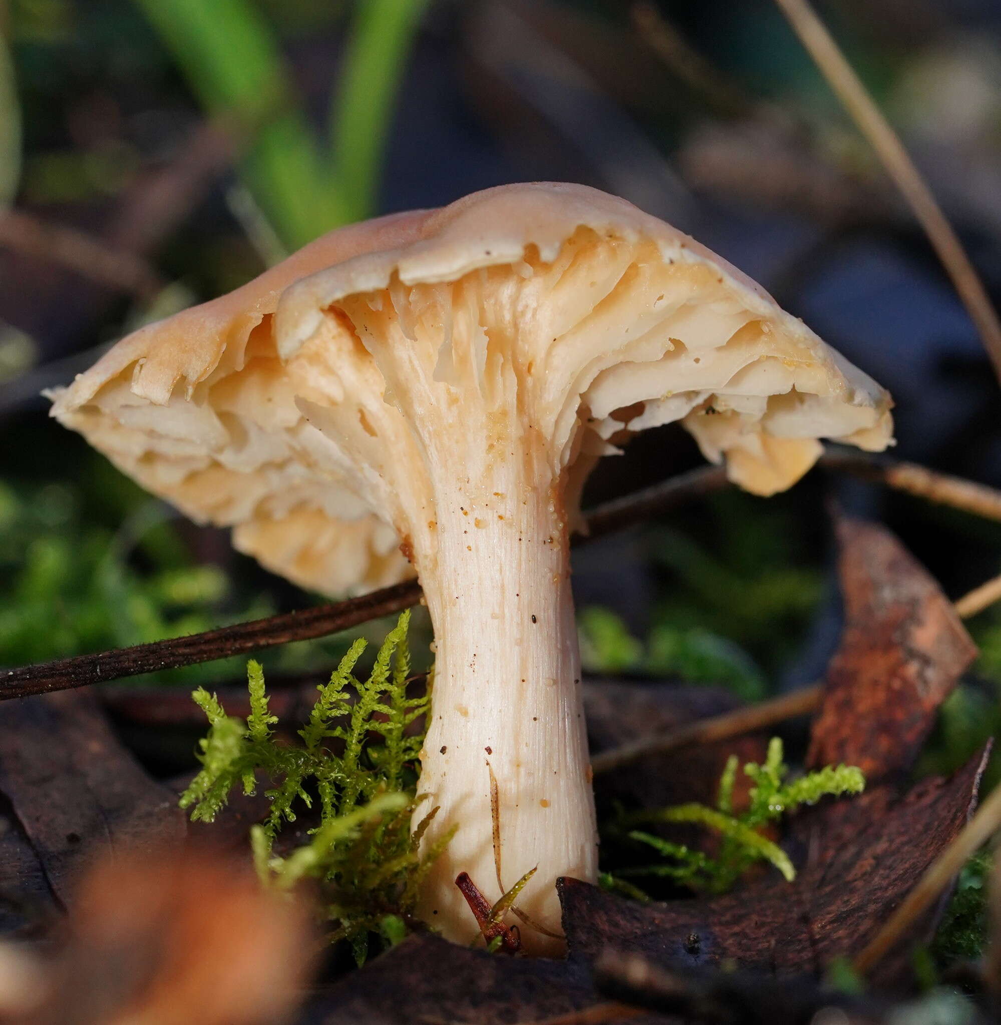 Слика од Hygrocybe austropratensis A. M. Young 1999