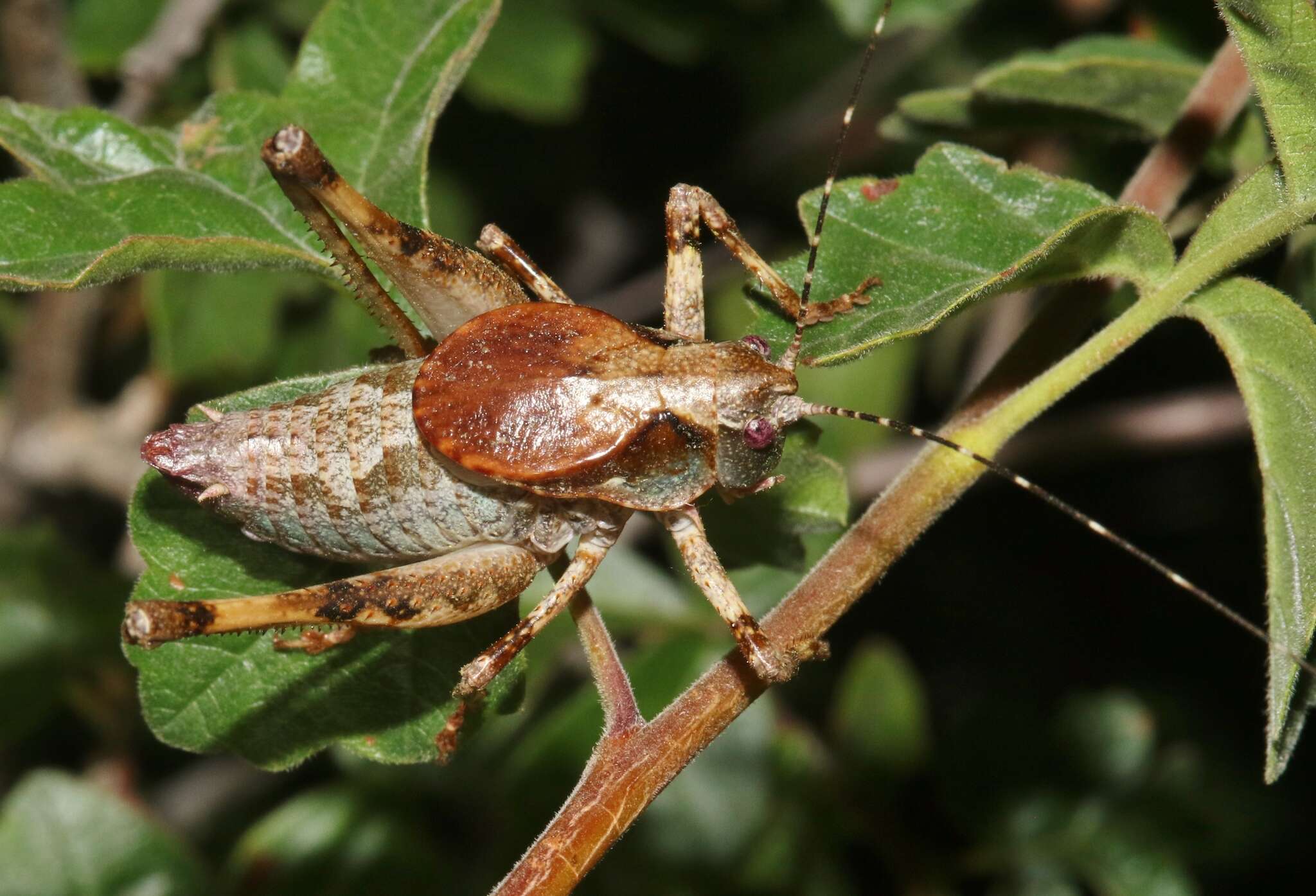 Image of Neduba castanea (Scudder & S. H. 1899)