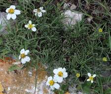 Image of Zinnia guanajuatensis (Calderón & Rzed.) B. L. Turner