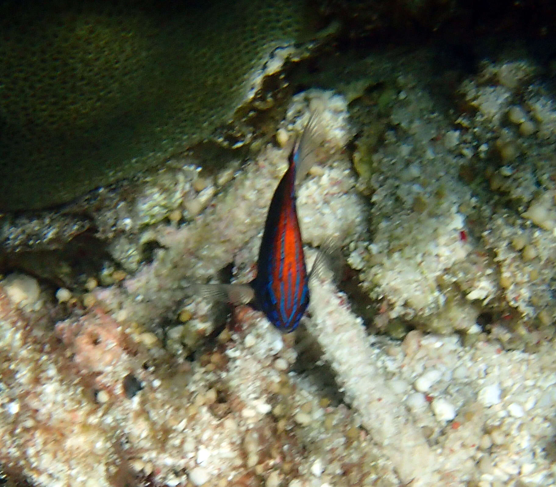 Image of Speckled damsel