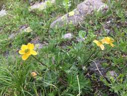 Imagem de Anemonastrum narcissiflorum subsp. chrysanthum (Ulbr.) Raus