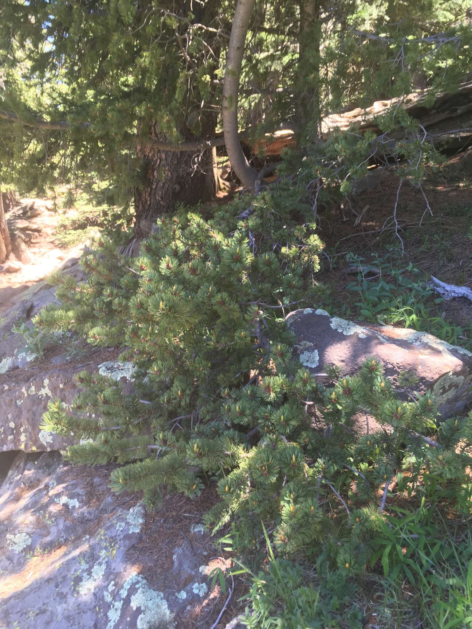 Image of Colorado Bristlecone Pine