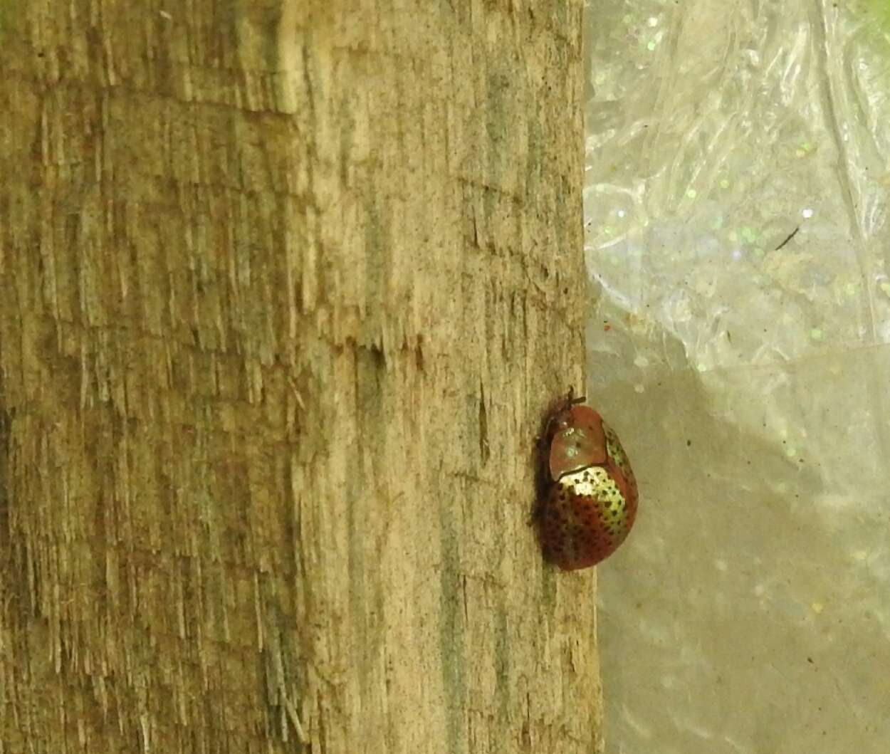 Image of Tortoise beetle