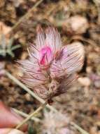 Image of Ebenus pinnata Aiton