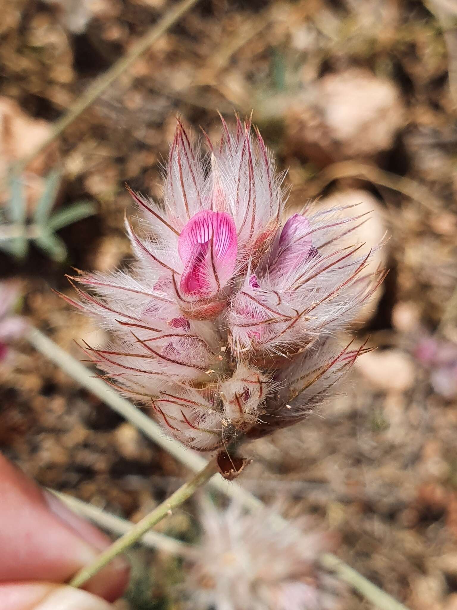 Image of Ebenus pinnata Aiton