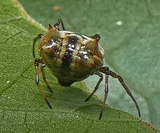 Image of Micrathena patruelis (C. L. Koch 1839)