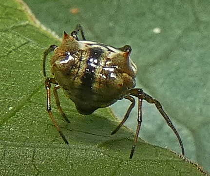 Image of Micrathena patruelis (C. L. Koch 1839)