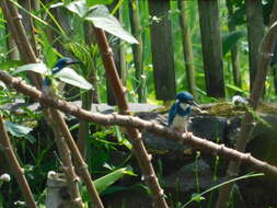 صورة Alcedo coerulescens Vieillot 1818