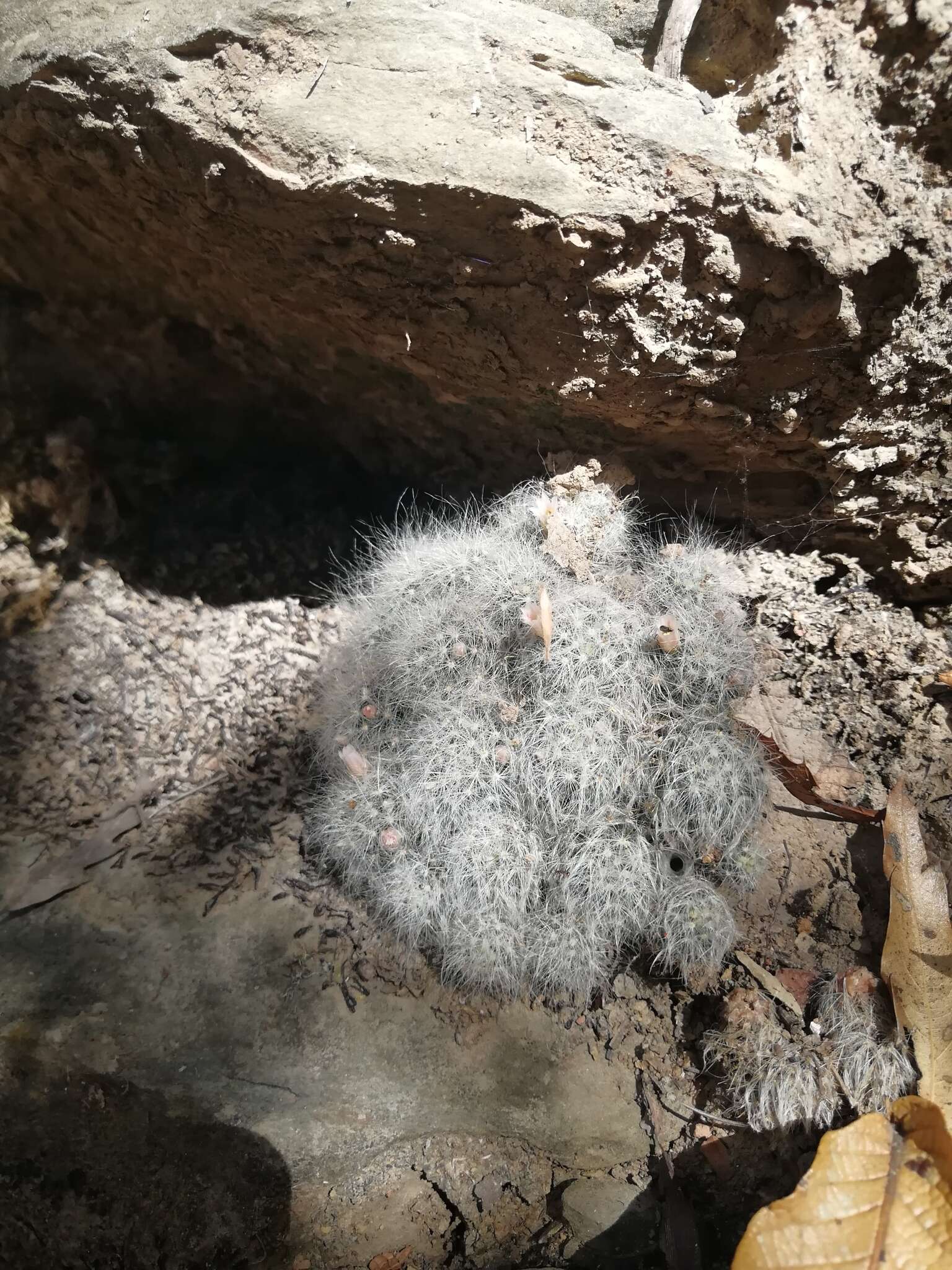 Image of Mammillaria glassii subsp. glassii