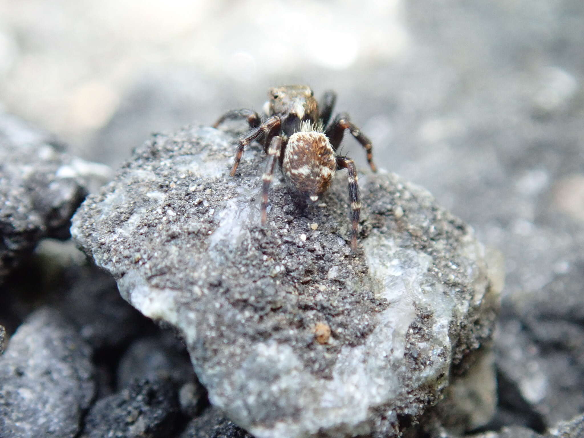 Imagem de Pseudeuophrys erratica (Walckenaer 1826)