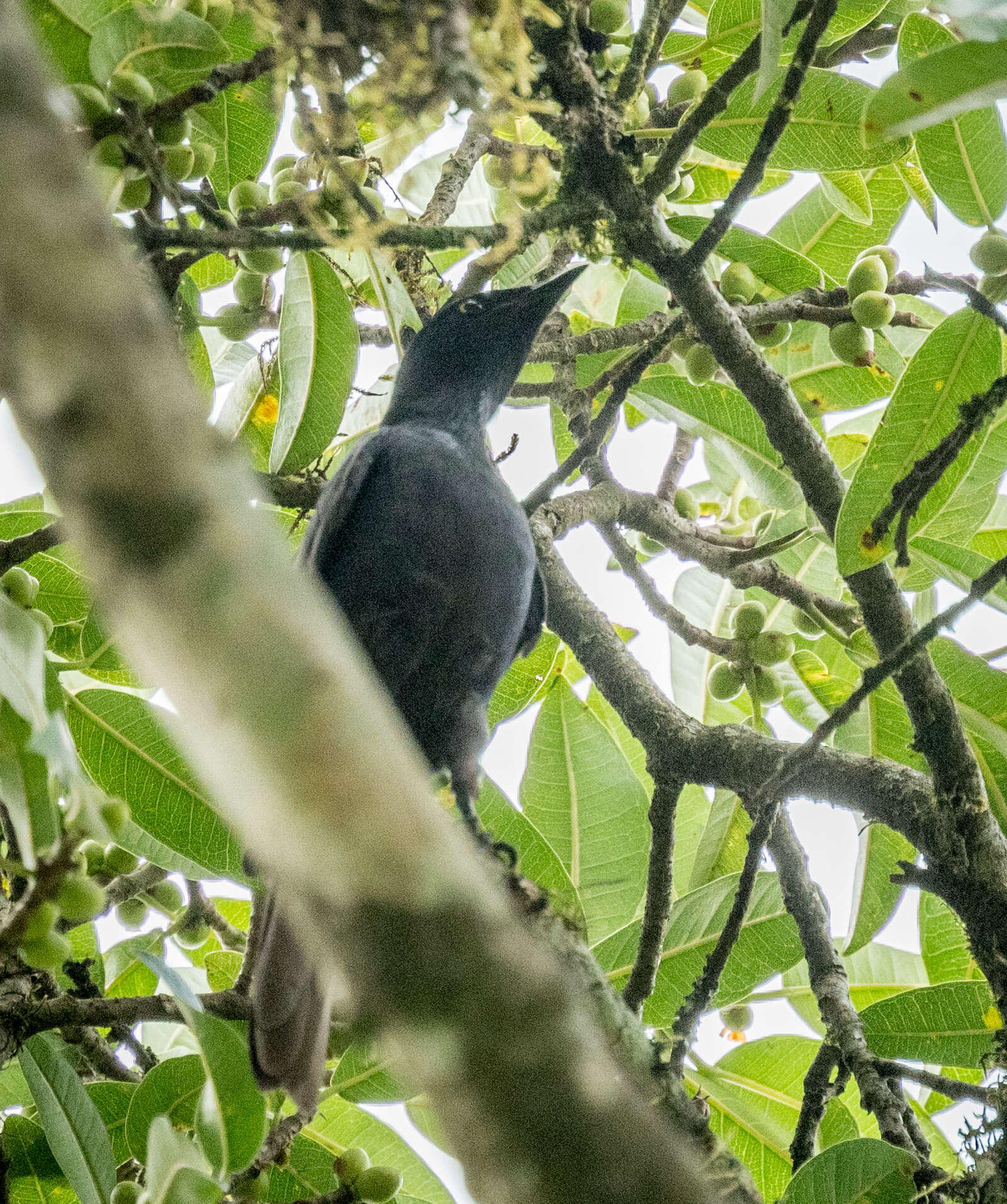 Image of Kenrick's Starling