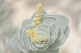 Image of Atriplex farinosa Forsk.