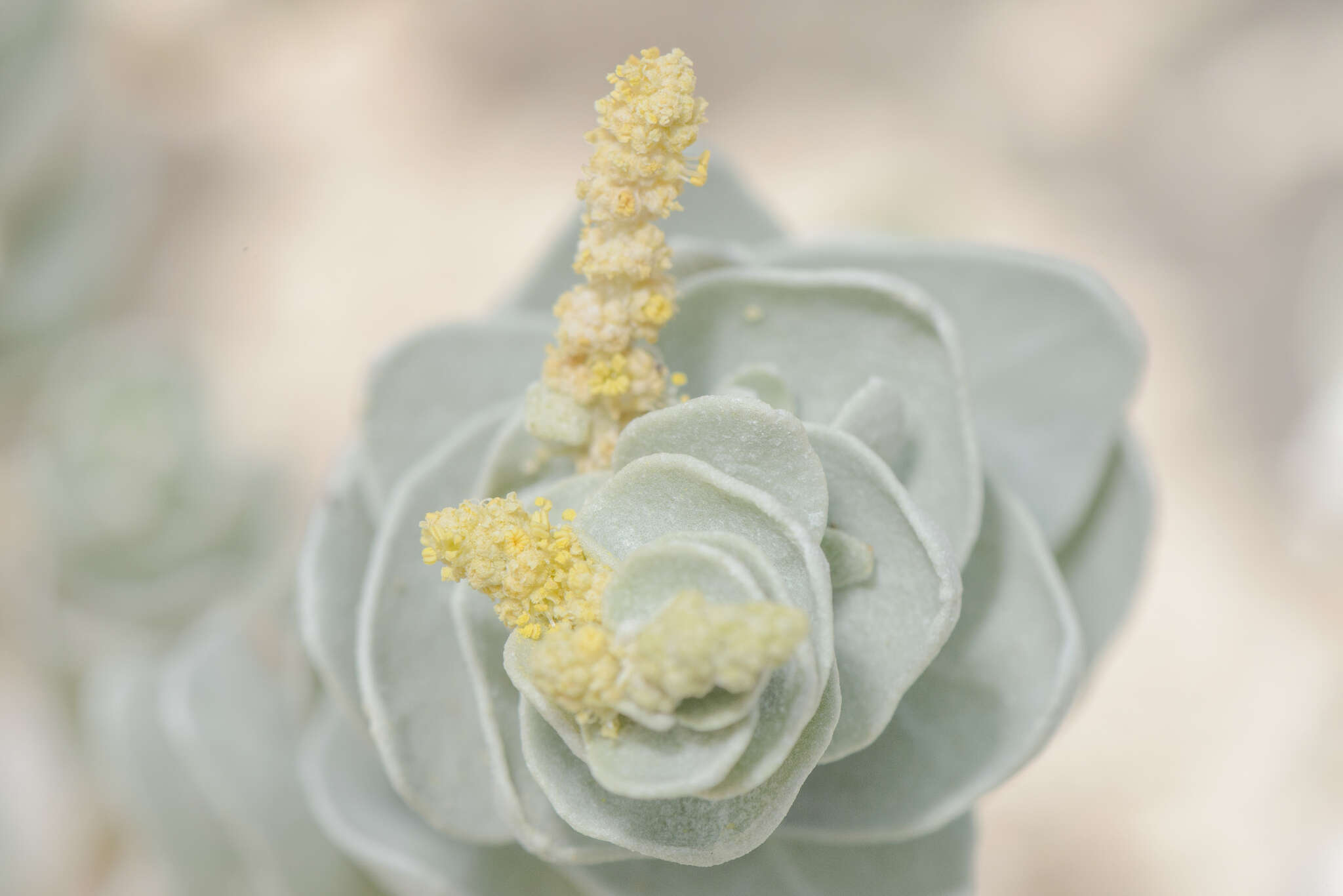 Image of Atriplex farinosa Forsk.