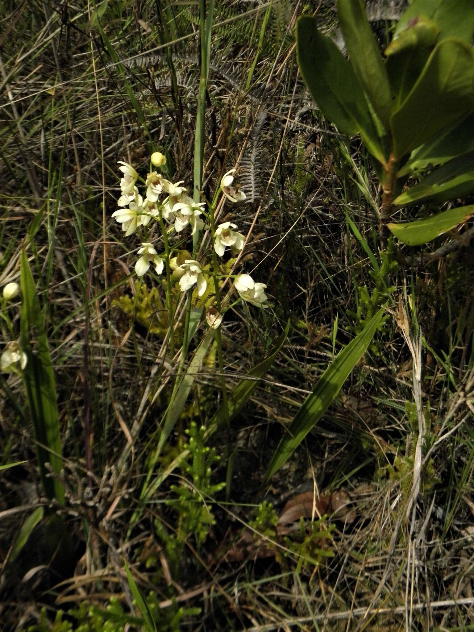 Image of Koellensteinia eburnea (Barb. Rodr.) Schltr.