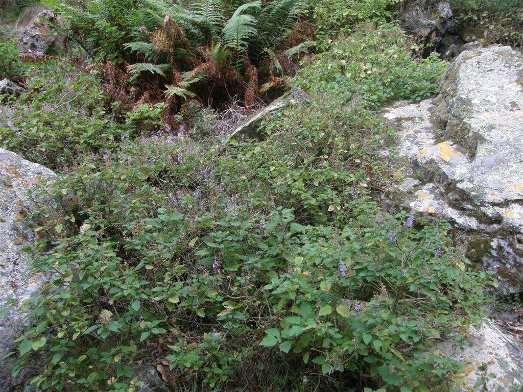 Image of Forest spur-flower