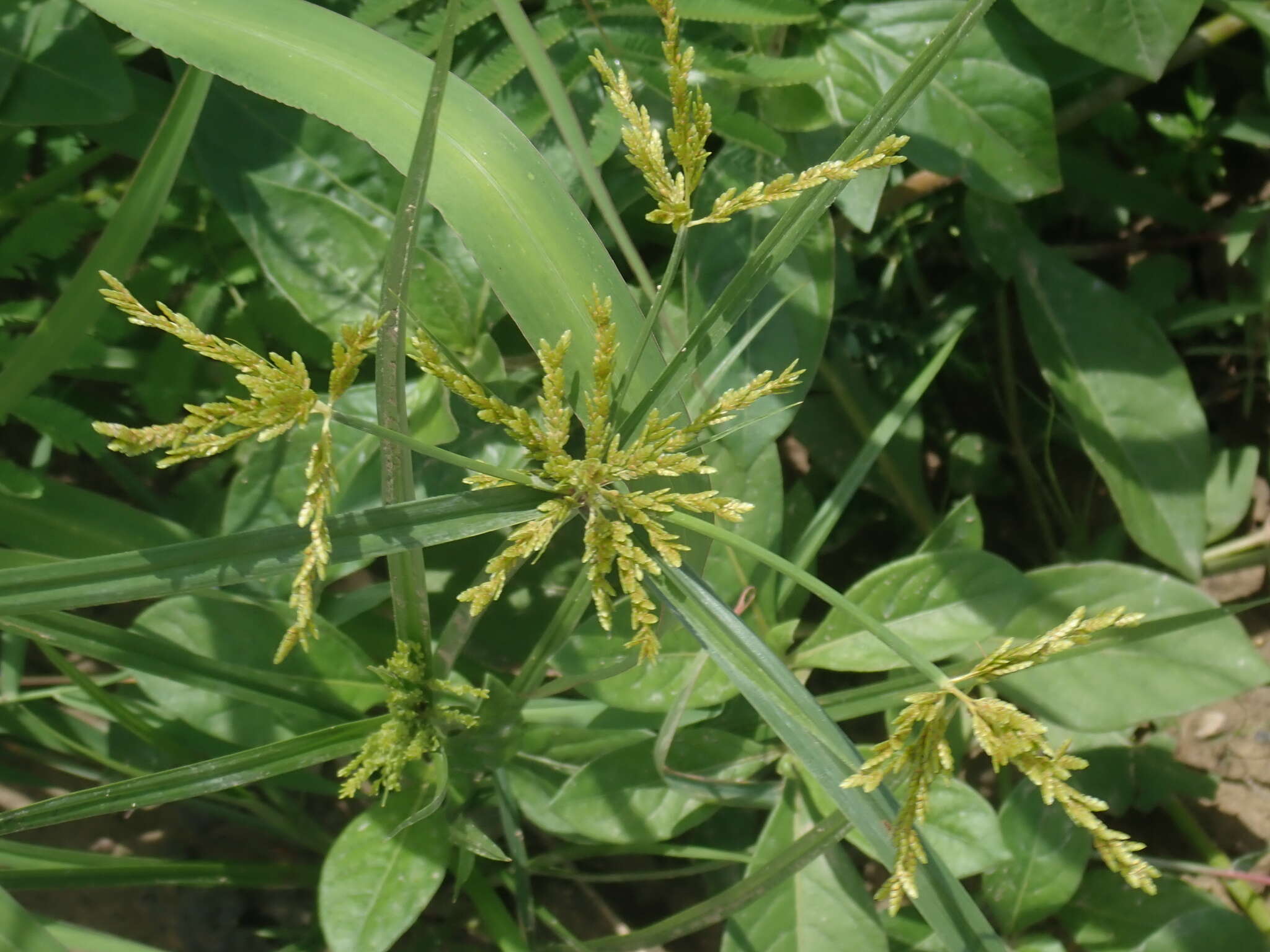 Image of ricefield flatsedge