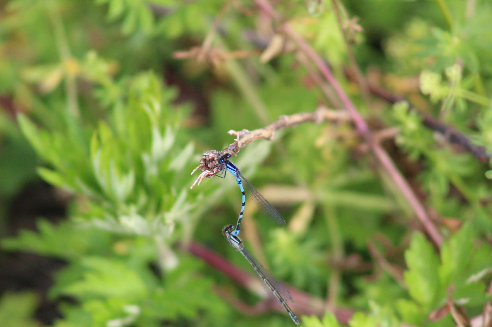 Image of New England Bluet