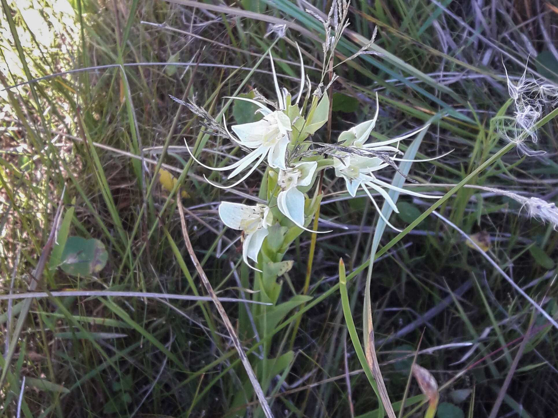 Image of Habenaria gourlieana Gillies ex Lindl.