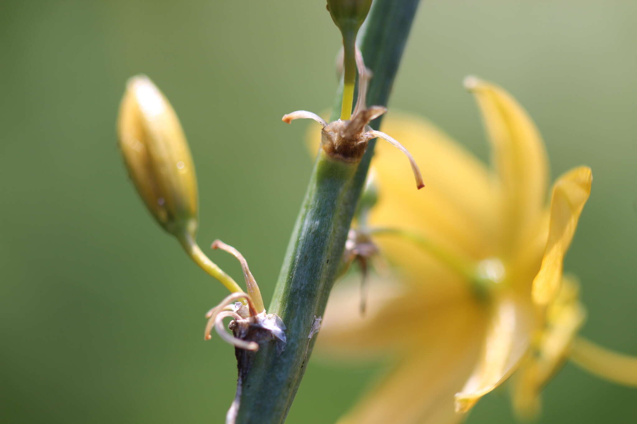 Image of Echeandia echeandioides (Schltdl.) Cruden