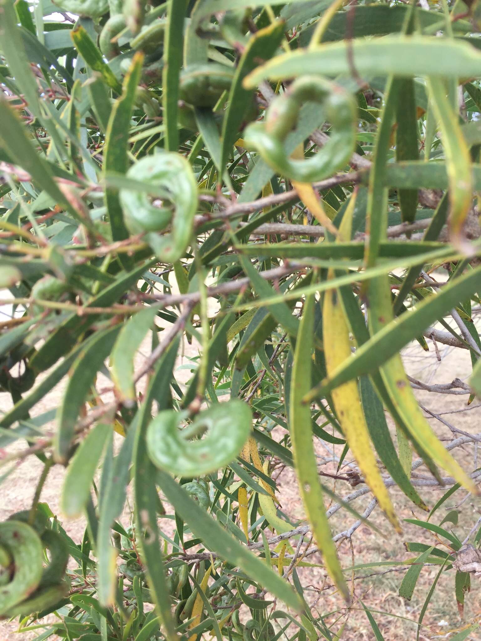 Image of Acacia spirorbis Labill.