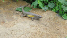 Image of Common Sun Skink