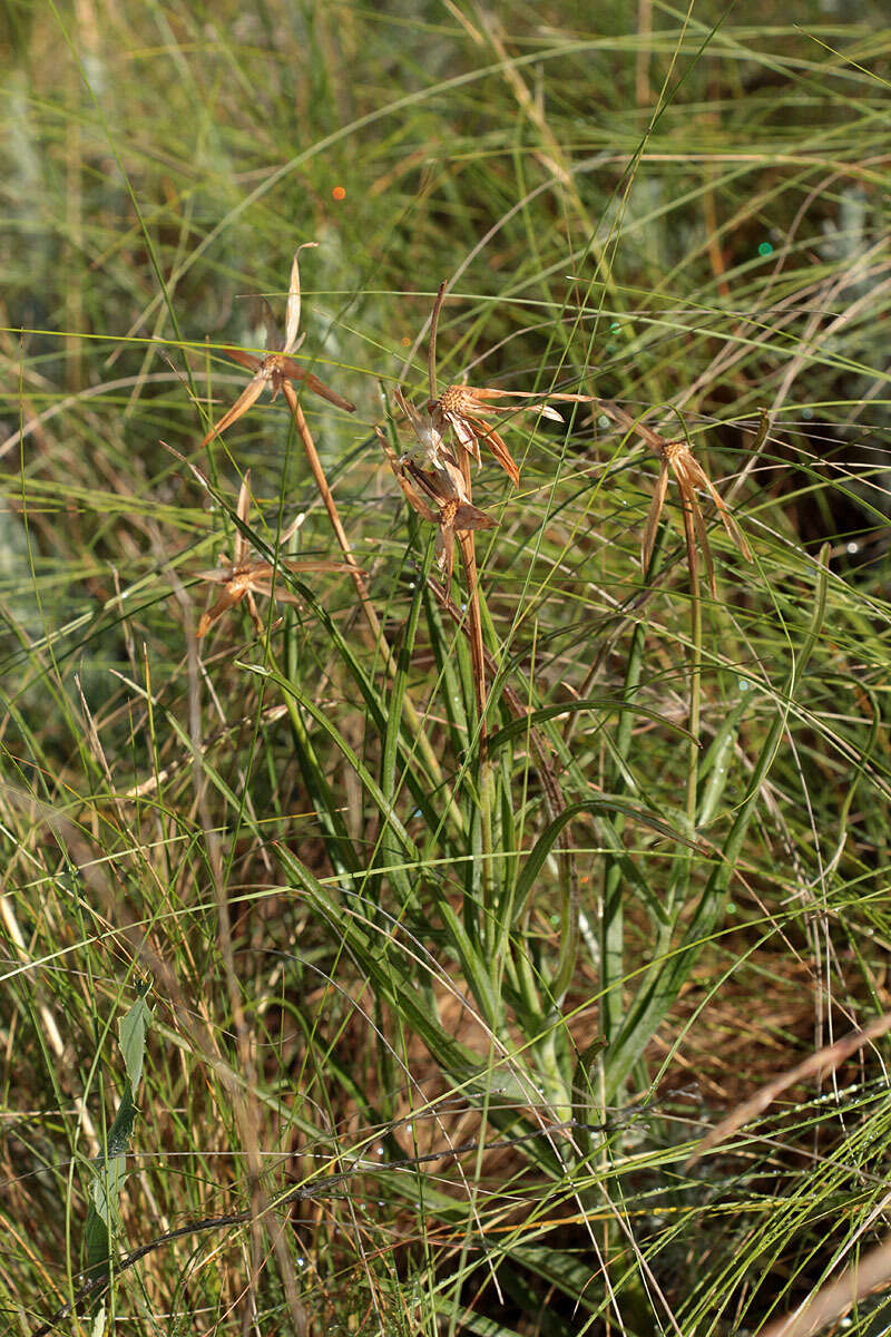 Image of Scorzonera mollis subsp. mollis