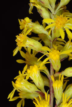 Image of downy goldenrod