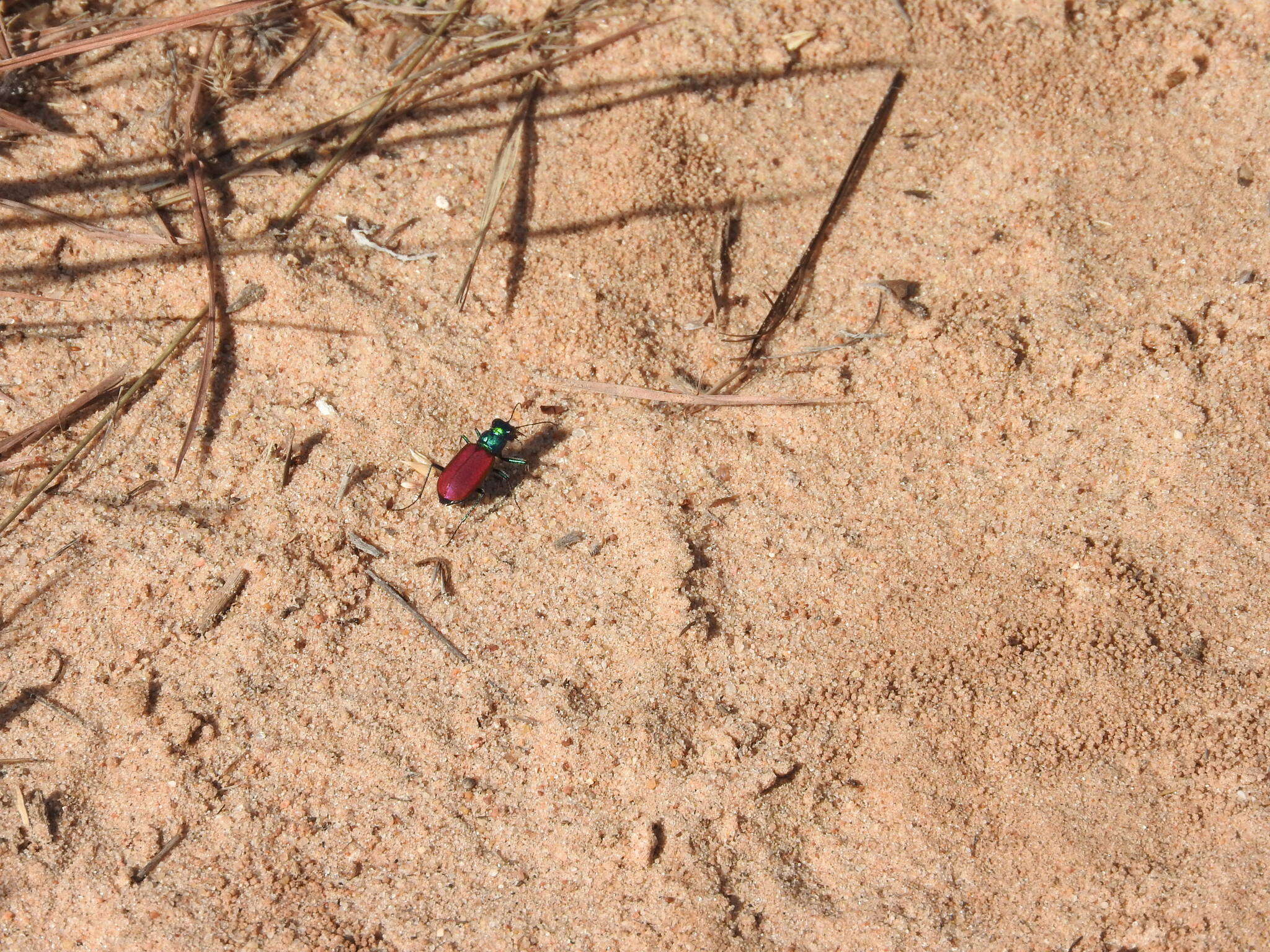 Image de Cicindela (Cicindela) scutellaris Say 1823