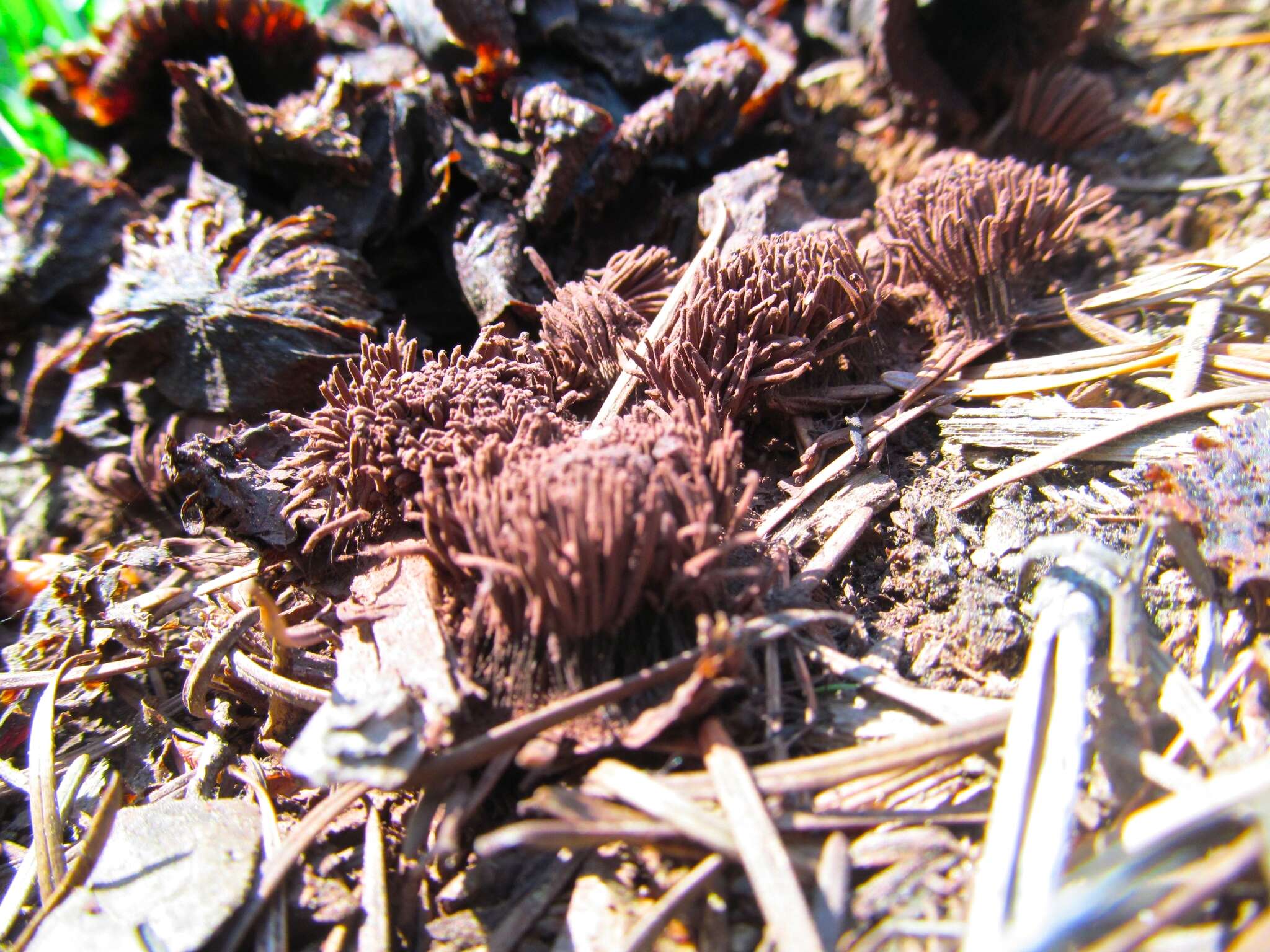 Image of Stemonitis axifera