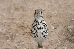 Plancia ëd Turdus litsitsirupa pauciguttatus Clancey 1956