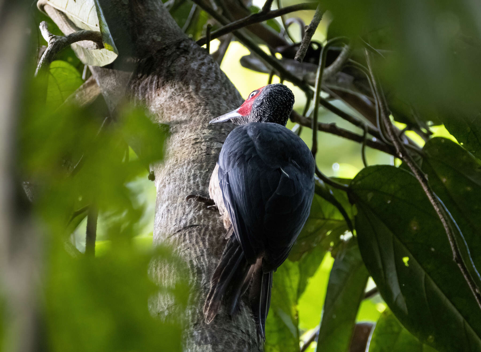 Image of Ashy Woodpecker