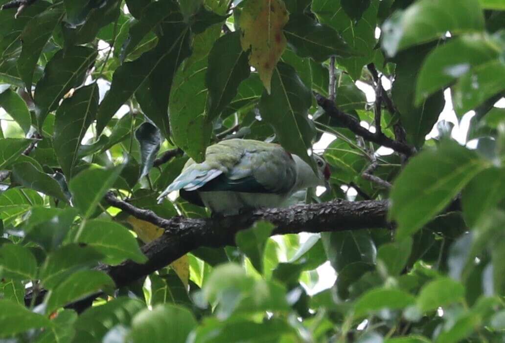 Image of Many-colored Fruit Dove