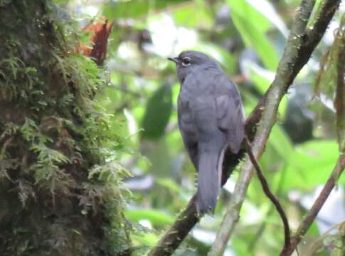 Imagem de Myadestes unicolor Sclater & PL 1857