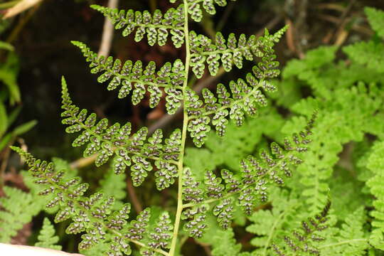 Image of Athyrium atkinsonii Bedd.