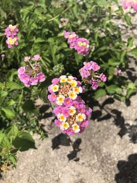 Image of Lantana camara subsp. aculeata (L.) R. W. Sanders