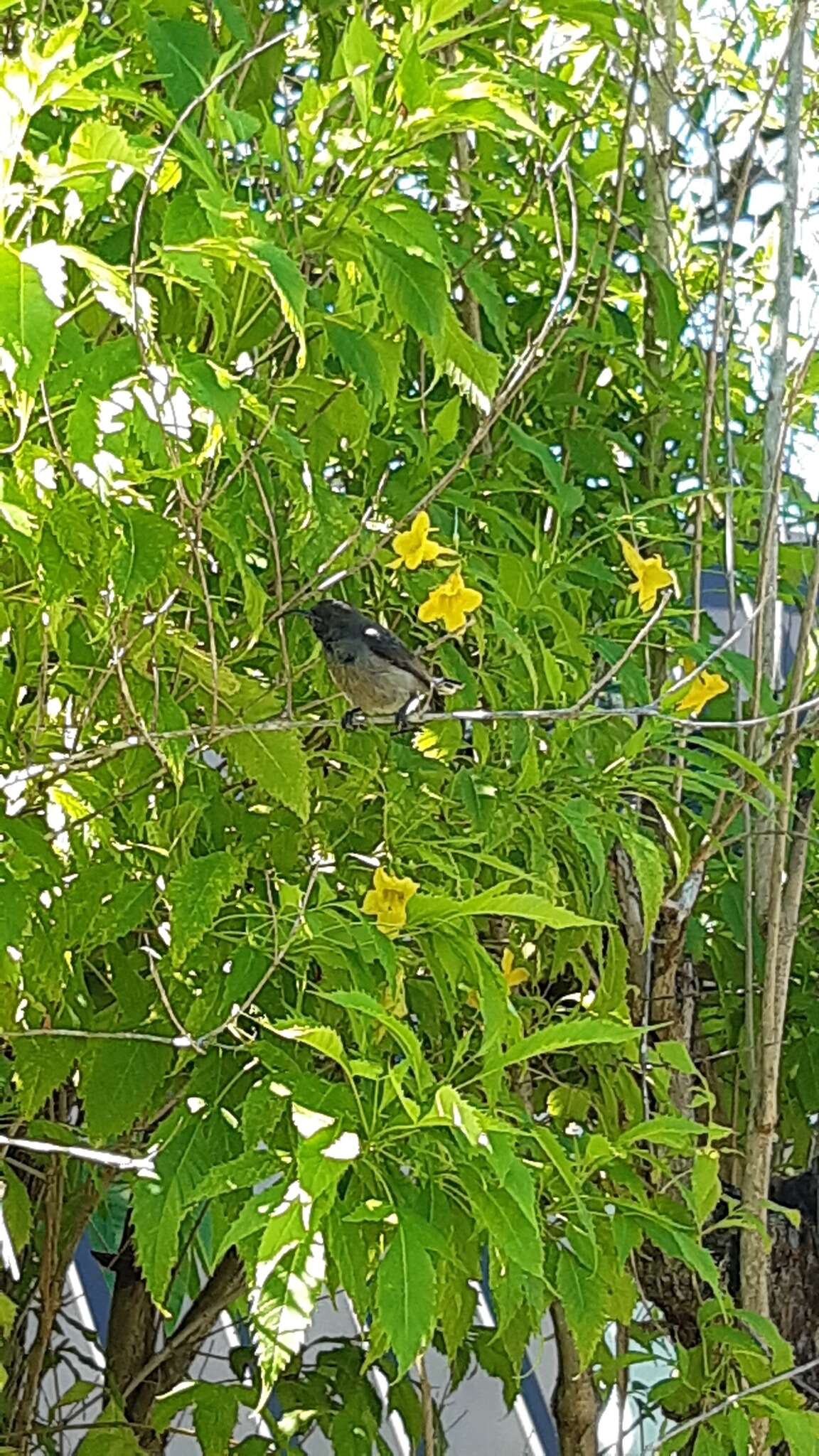 Image of Seychelles Sunbird