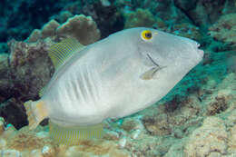 Image of Barred Filefish