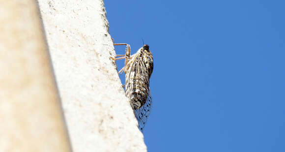 Sivun Cicada barbara (Stal 1866) kuva