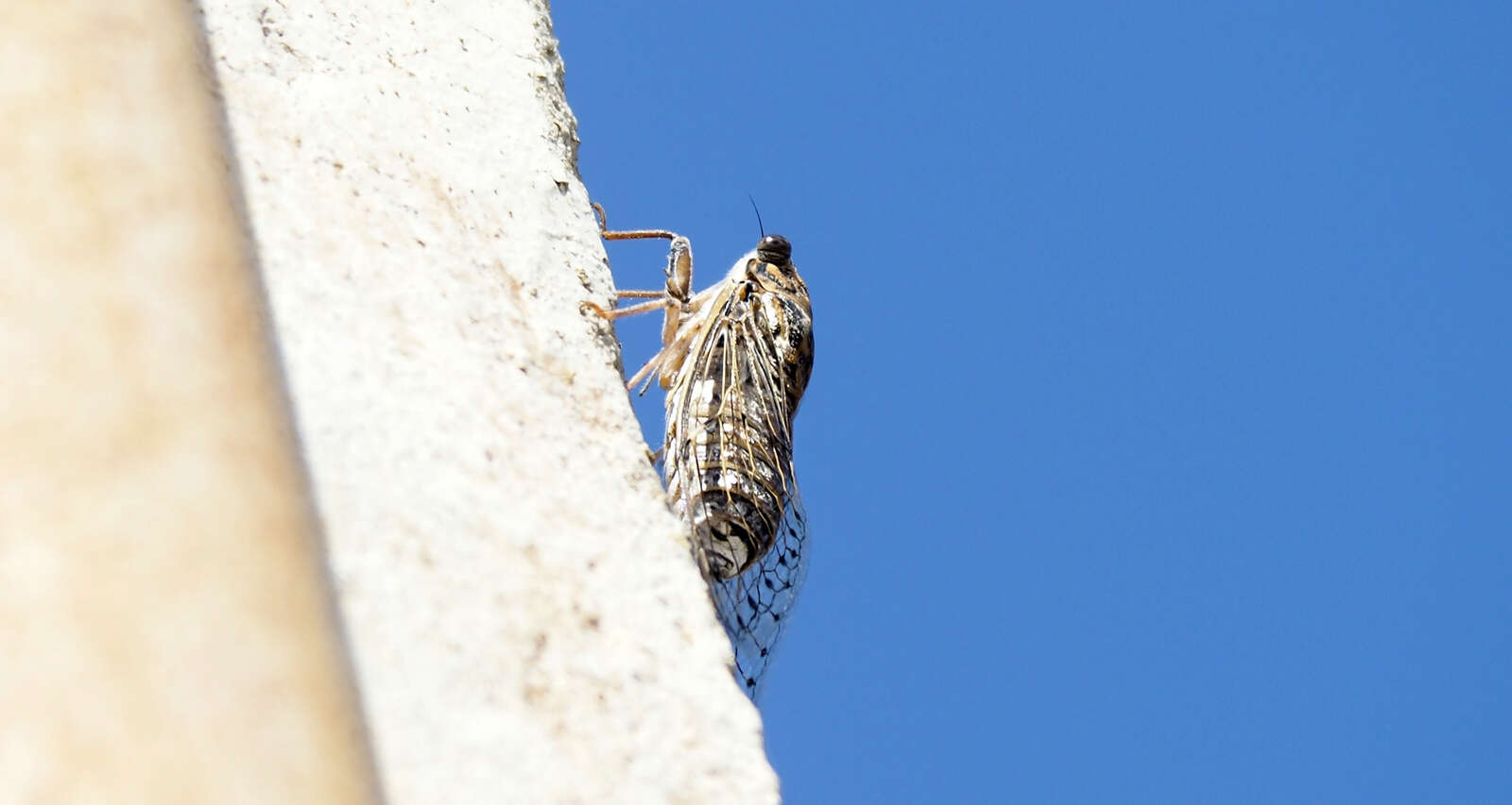 Sivun Cicada barbara (Stal 1866) kuva