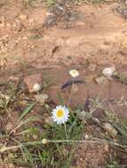 Image of Leucochrysum albicans (A. Cunn.) P. G. Wilson