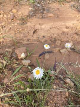 Image of Leucochrysum