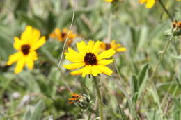 Image of Helianthella mexicana A. Gray