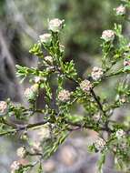 Sivun Leptospermum parvifolium Sm. kuva