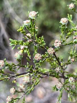 صورة Leptospermum parvifolium Sm.