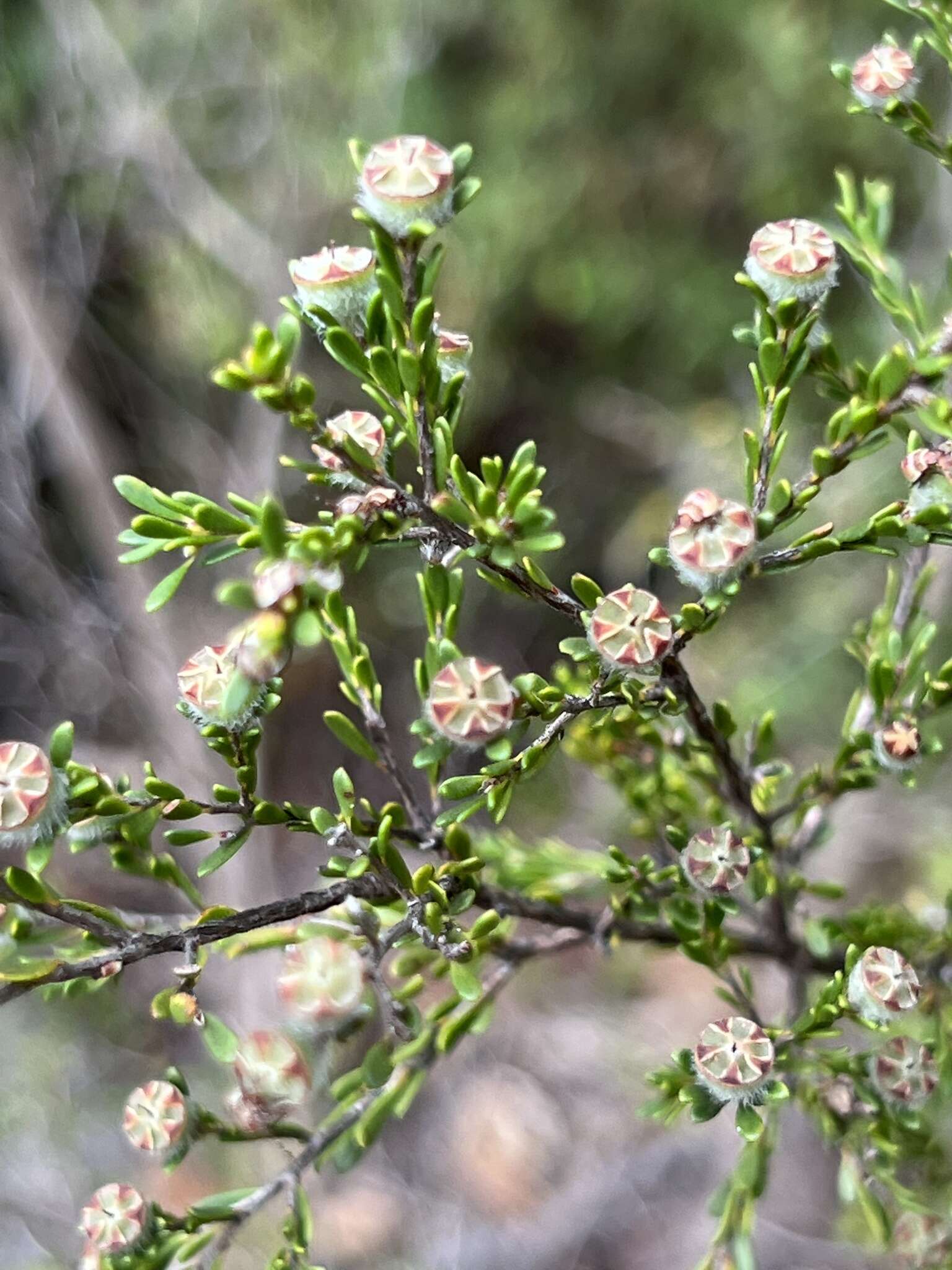 Sivun Leptospermum parvifolium Sm. kuva